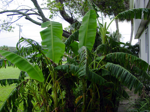 a picture of banana trees
seven days after the storm